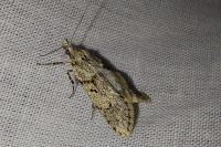 Diurnea fagella
