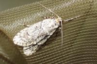 Diurnea fagella