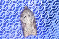 Acleris schalleriana
