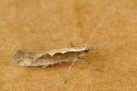 Plutella xylostella