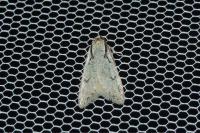 Semioscopis avellanella