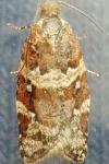 Argyrotaenia ljungiana