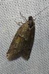 Tortricodes alternella