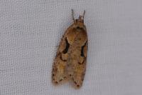 Semioscopis steinkellneriana