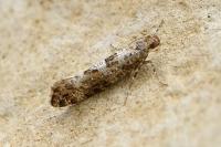 Digitivalva granitella