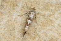 Digitivalva granitella