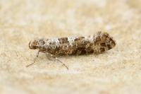 Digitivalva granitella