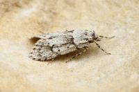 Diurnea fagella