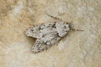 Diurnea fagella