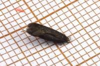 Oxypteryx immaculatella