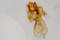 Oxypteryx immaculatella