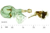 Grapholita compositella