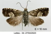 Grapholita compositella