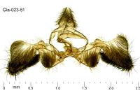 Crocidosema plebejana