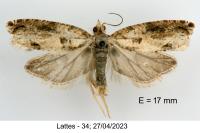 Crocidosema plebejana