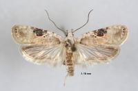 Agonopterix alstroemeriana