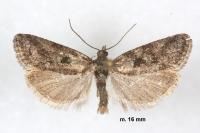 Cnephasia cupressivorana
