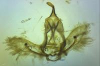 Cnephasia cupressivorana