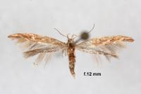 Pyroderces argyrogrammos