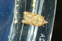 Acleris