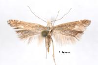 Isophrictis kefersteiniellus