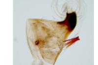 Isophrictis kefersteiniellus