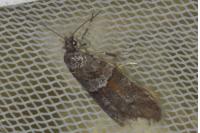 Tortricodes alternella