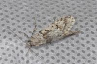 Diurnea fagella