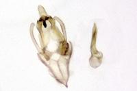 Megacraspedus lanceolellus