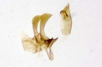 Metzneria intestinella