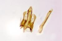Ephysteris