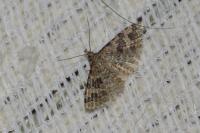 Alucita hexadactyla