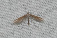 Emmelina monodactyla