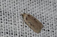 Agonopterix yeatiana
