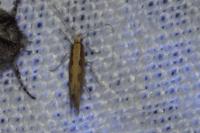 Plutella xylostella