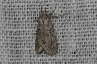 Diurnea fagella