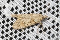 Diurnea fagella