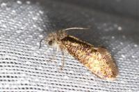 Dyseriocrania subpurpurella