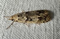 Diurnea fagella
