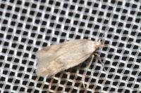 Borkhausenia nefrax
