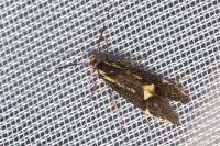 Esperia sulphurella