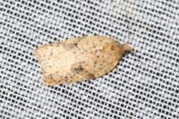 Acleris ferrugana/notana