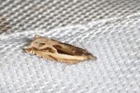 Ancylis apicella