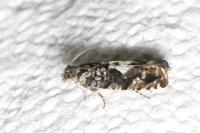 Pammene argyrana