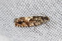 Pammene argyrana