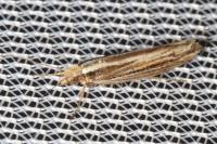 Ypsolopha ustella