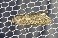 Diurnea fagella