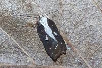 Acleris cristana
