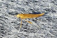 Caloptilia