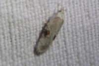 Agonopterix alstroemeriana